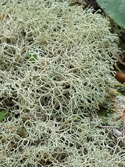 Cladonia subtenuis