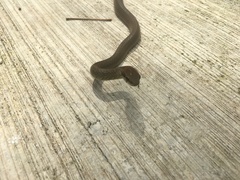 Mastigodryas melanolomus