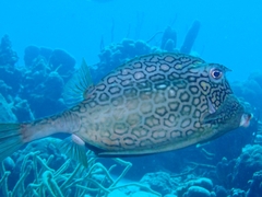 Acanthostracion polygonium