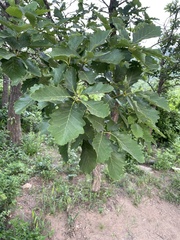 Quercus aliena