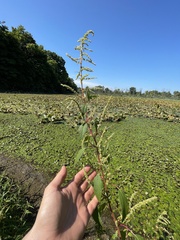 Amaranthus tuberculatus
