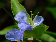 Commelina virginica