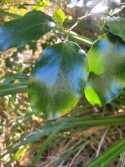 Griselinia littoralis