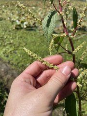 Amaranthus tuberculatus