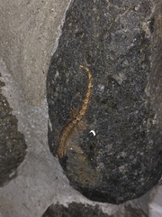 Lepidodactylus lugubris