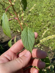 Amaranthus tuberculatus