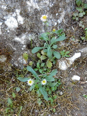 Erigeron nivalis