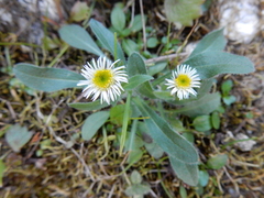Erigeron nivalis
