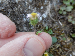 Erigeron nivalis