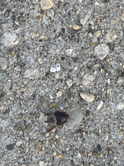 Pangaeus bilineatus