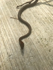 Mastigodryas melanolomus