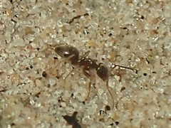 Lasius americanus