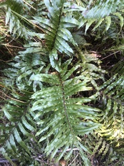 Blechnum