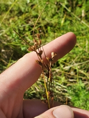 Juncus dudleyi