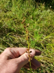 Juncus dudleyi