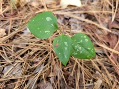 Smilax glauca