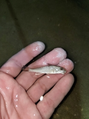 Menticirrhus littoralis