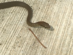 Mastigodryas melanolomus