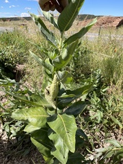 Asclepias speciosa