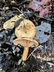 Lactarius deterrimus