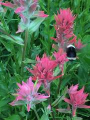 Castilleja miniata miniata