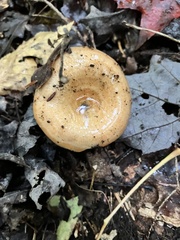 Lactarius deterrimus