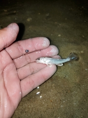 Menticirrhus littoralis