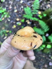 Lactarius deterrimus