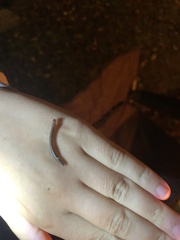 Blaniulus guttulatus