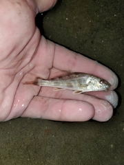 Menticirrhus americanus