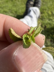 Acalypha monostachya