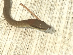 Mastigodryas melanolomus