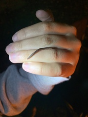 Blaniulus guttulatus