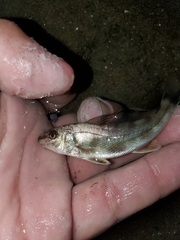 Menticirrhus americanus