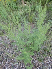 Ambrosia confertiflora