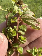 Acalypha monostachya