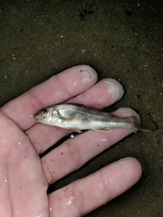 Menticirrhus americanus
