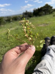 Acalypha monostachya