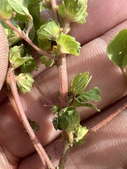 Acalypha monostachya