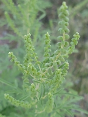 Ambrosia confertiflora