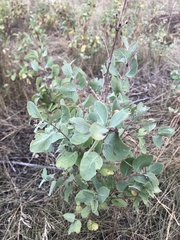 Symphoricarpos occidentalis