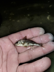 Menticirrhus saxatilis