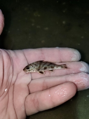 Menticirrhus saxatilis