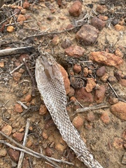 Masticophis lateralis lateralis