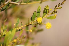 Acacia melleodora