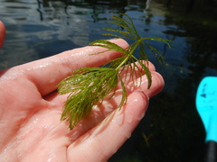 Ceratophyllum demersum image