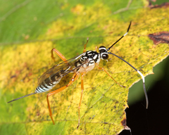 Polycyrtus neglectus