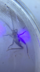 Tachycines asynamorus