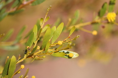 Acacia melleodora
