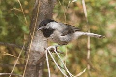 Poecile sclateri